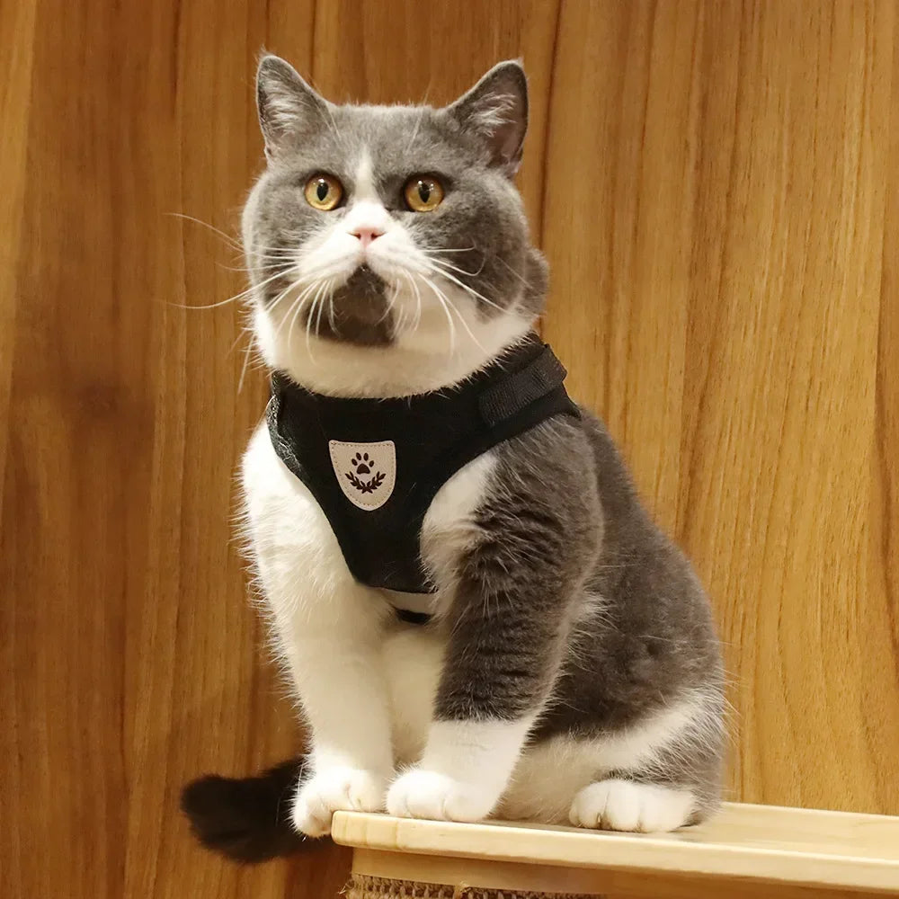 SafePaw Harness🐱🔥Durable and safe design🐾 comfortable for everyday use🐾 high stability while walking