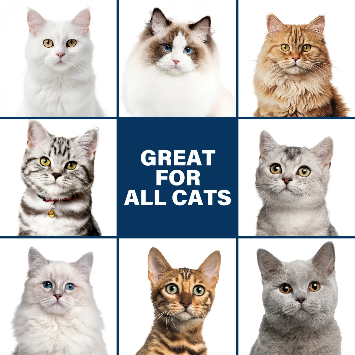 🐾PurrClean💧Shampoo 🧼Clean, fresh, and happy 😻Long-Lasting Fresh Scent✨A gentle shampoo that keeps your Cat’s coat soft, shiny, and healthy after every wash 🐾