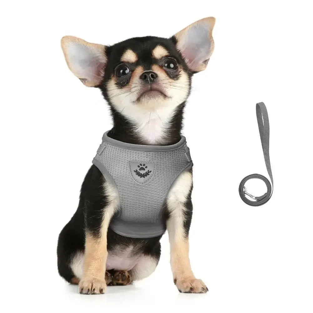 SafePaw Harness🐱🔥Durable and safe design🐾 comfortable for everyday use🐾 high stability while walking